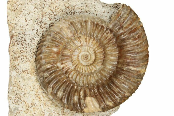 Jurassic Ammonite (Parkinsonia) - France #191711